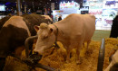 Paris - Salon de l'agriculture