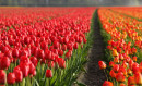 WEEK-END TRADITIONS HOLLANDAISES