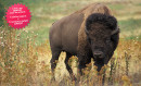 Parc Canadien Safari Bison et loups 