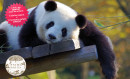 Par Pairi Daiza et ses pandas - Dimanche 30 Août 2020