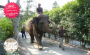 Par Pairi Daiza et ses pandas - Dimanche 30 Août 2020