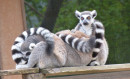 Parc Pairi Daiza et ses pandas